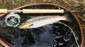 Trout Spey